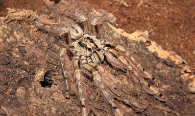 Stromatopelma calceatum - Feather-legged Baboon