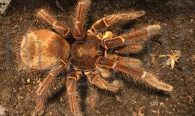Theraphosa stirmi - Guyana Goliath Birdeater (7/9cm Leg Length)