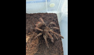 Theraphosa stirmi - Guyana Goliath Birdeater (7/9cm Leg Length)