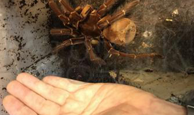 Theraphosa Strimi (7/9cm Leg Length)