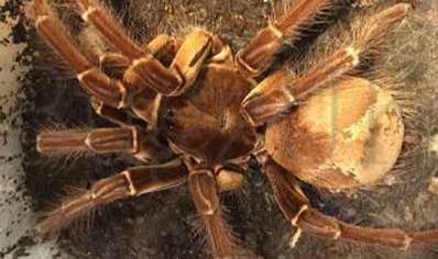 Theraphosa Strimi (7/9cm Leg Length)