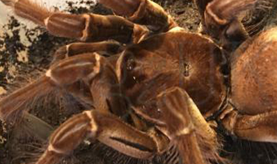 Theraphosa Strimi (7/9cm Leg Length)