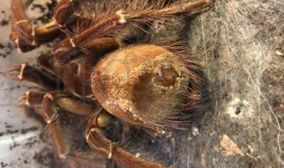 Theraphosa Strimi (7/9cm Leg Length)