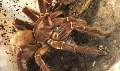 Theraphosa Strimi (7/9cm Leg Length)