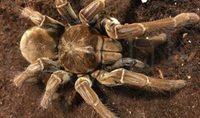 Theraphosa Strimi (7/9cm Leg Length)