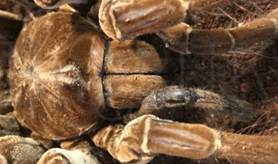 Theraphosa Strimi (7/9cm Leg Length)