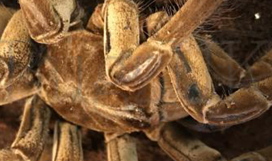 Theraphosa Strimi (7/9cm Leg Length)