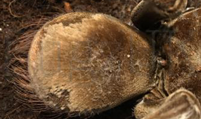 Theraphosa Strimi (7/9cm Leg Length)