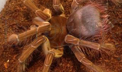 Theraphosa stirmi - Guyana Goliath Birdeater (10/12cm Leg Length)