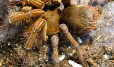 Theraphosa Strimi (9/10cm Leg Length)