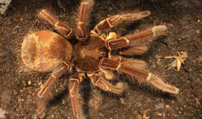 Theraphosa Strimi (9/10cm Leg Length)