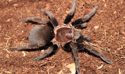 Thrixopelma Sp Roatan