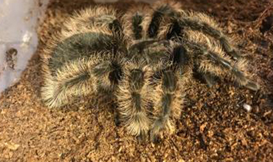 Tliltocatl Albopilosus Nicaraguan (C/B by BugzUK)