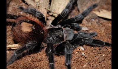 Tliltocatl vagans - Mexican Red Rump CB