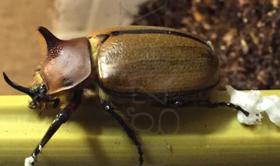 Golofa Sp Ecuador