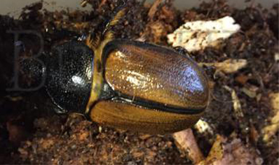Golofa Sp Ecuador
