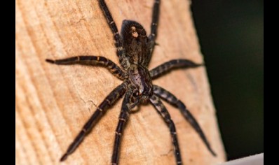 Cupiennius Salei - Tiger Wandering Spider (C/B by BugzUK)