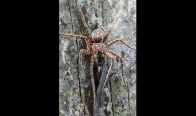 Dolomedes okefinokensis