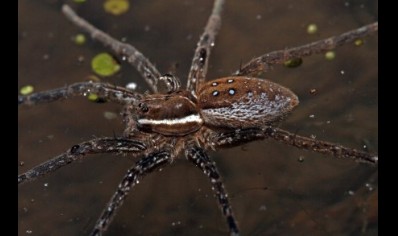 Dolomedes triton   