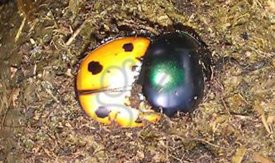 Helictopleurus Quadripunctatus (madagascan Dung Beetle)