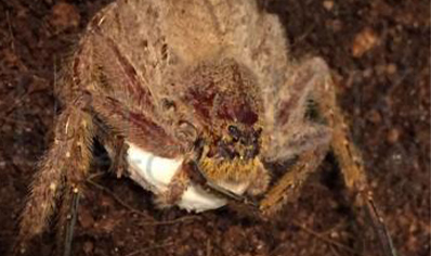 Heteropoda javana