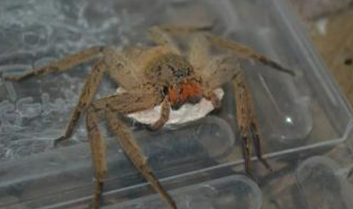 Heteropoda Pingtungensis