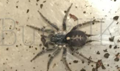 Ischnothele Caudata Funnel Web