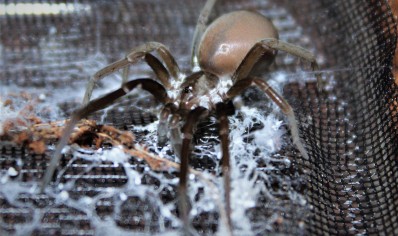 Kukulkania hibernalis - Southern House Spider (C/B by BugzUK) *special discount*