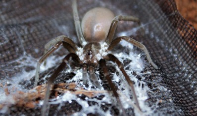 Kukulkania hibernalis - Southern House Spider (C/B by BugzUK) *special discount*