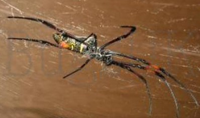 Nephila Senegalensis