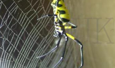 Nephila Turneri