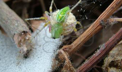 Peucetia Sp - Green Lynx Spider (4/5mmc/b Slings)