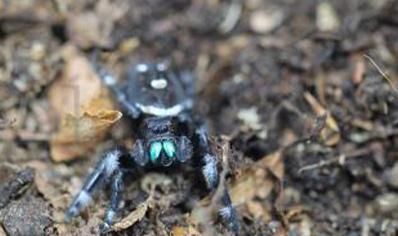 Phiddipus regius C/B