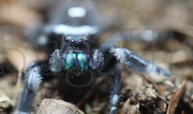 Phiddipus regius C/B