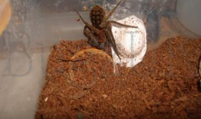 Piloctenus haematostoma - Red fang wandering spider