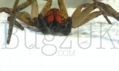 Piloctenus haematostoma - Red fang wandering spider