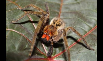 Piloctenus haematostoma - Red fang wandering spider