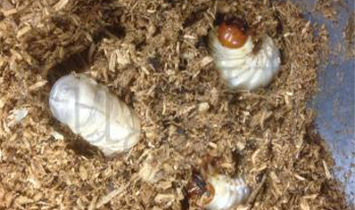 Lucanus Cervus Akbesianus
