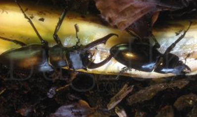 Lucanus Cervus Akbesianus 