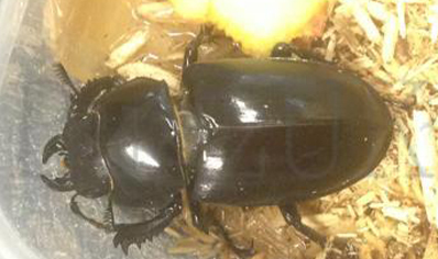 Lucanus Cervus Akbesianus