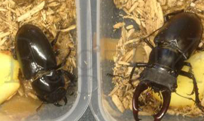 Lucanus Cervus Akbesianus 