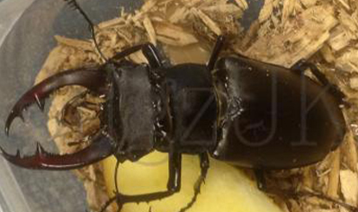Lucanus Cervus Akbesianus