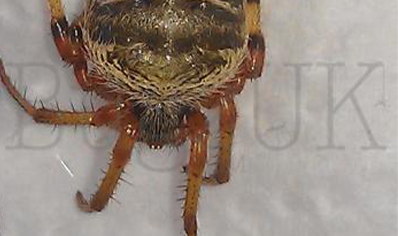 Unknown Tanzanian Spider 1