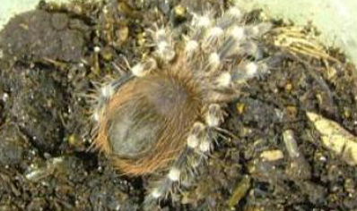 Acanthoscurria Brocklehursti