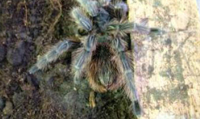 Acanthoscurria Chacoana