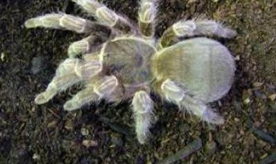 Acanthoscurria Cordubensis