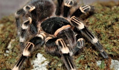 Acanthoscurria geniculata