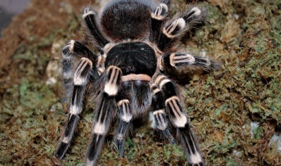 Acanthoscurria geniculata