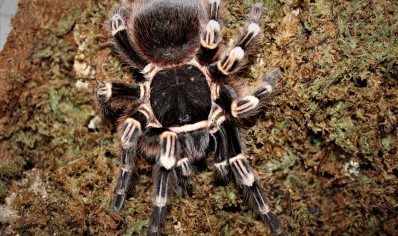 Acanthoscurria geniculata