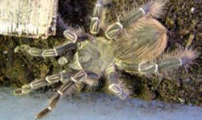 Acanthoscurria Insubtilis